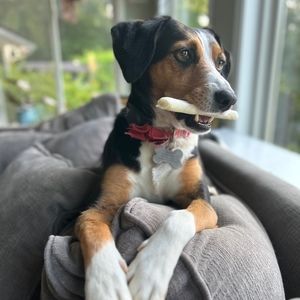 Meet your Posher, Spencer